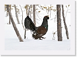 capercaillie metso_3093 * 1938 x 1343 * (1.46MB)